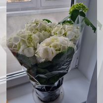 Гортензия крупнолистная