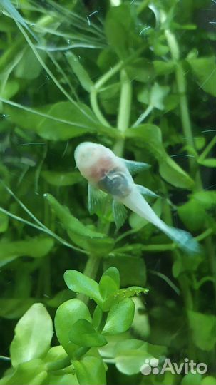 Сомики анциструсы