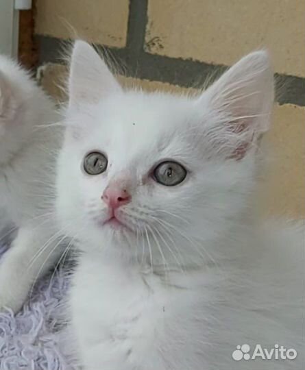 Котенок девочка белая