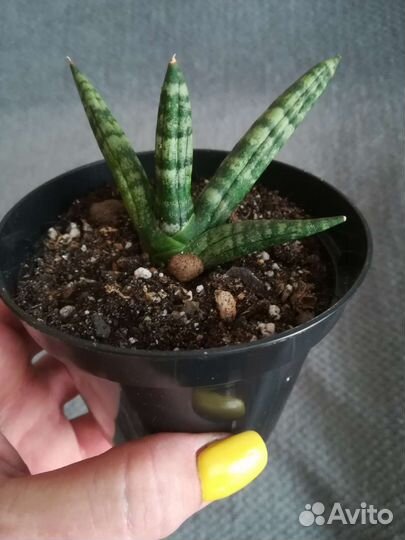 Сансевиерии сортовые