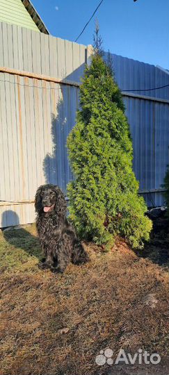 Спаниель.Вязка