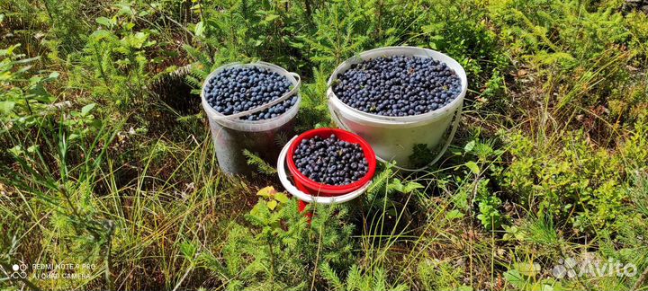 Травы, ягоды