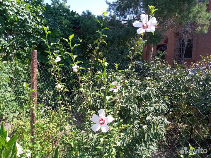 Гибискус древовидный