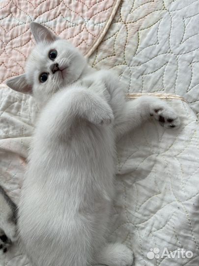 Британские котята