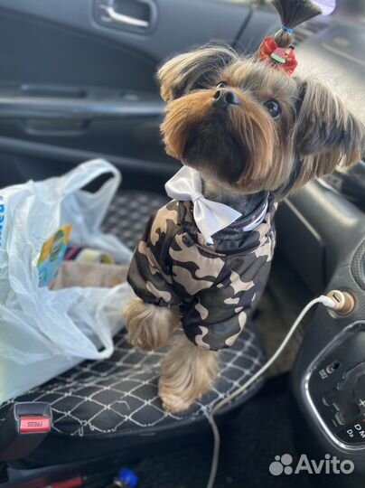 Вязка йорка