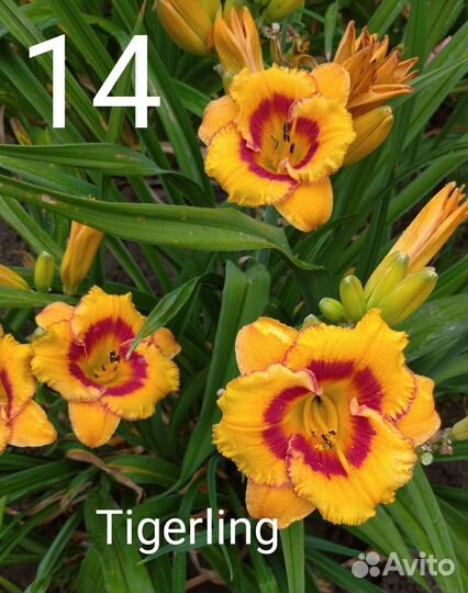 Лилейники сортовые