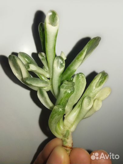 Crassula Gollum White Variegated