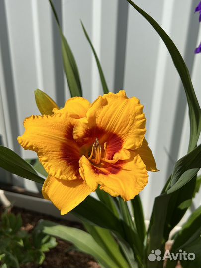 Садовые цветы и растения Тверь