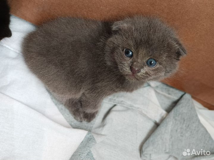 Шотландские котята