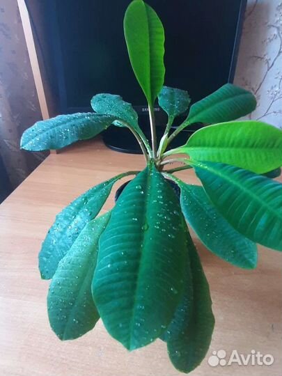 Эуфорбия молочай беложильчатая,золотой ус