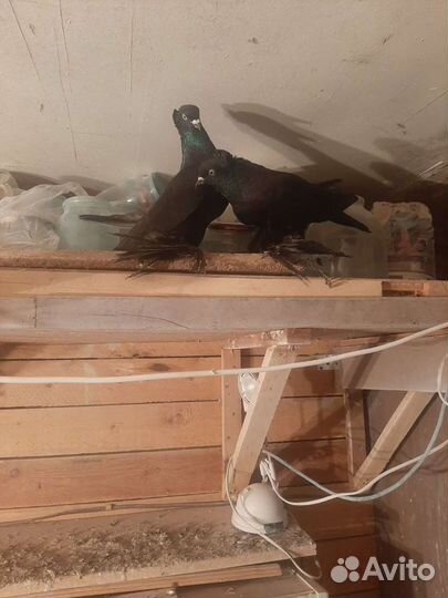 Домашние голуби