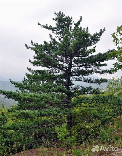 Сосна, морозостойкие виды, семена