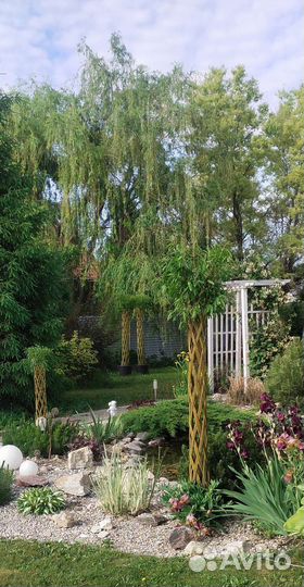 Декоративные живые деревья из сортовой ивы