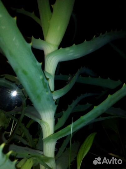 Алоэ лекарственное 5лет