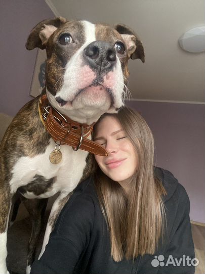 Передержка животных