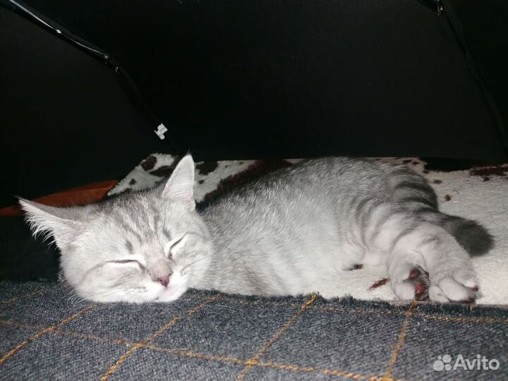 Шотландская кошечка
