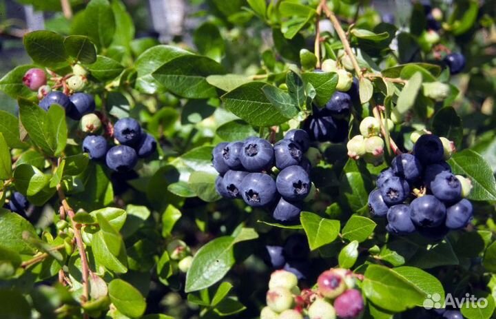 Голубика сортовая саженцы