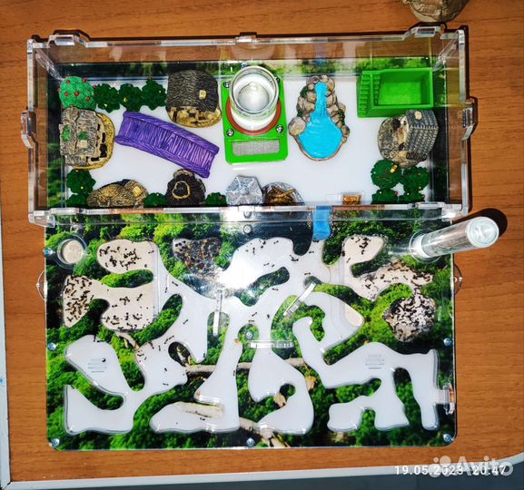 Формикарий с муравьями(муравьиная ферма)