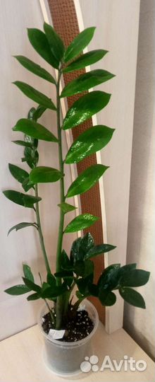 Замиокулькас, долларовое дерево