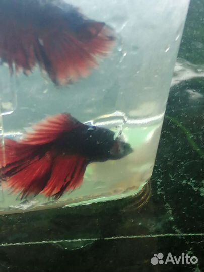 Рыбка Петушок