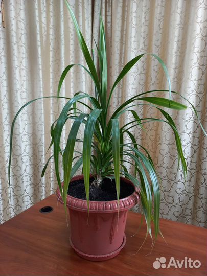 Продается цветок с горшком, самовывоз