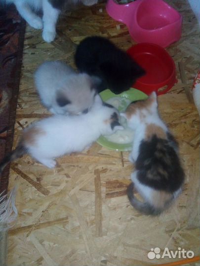 Отдам в добрые руки