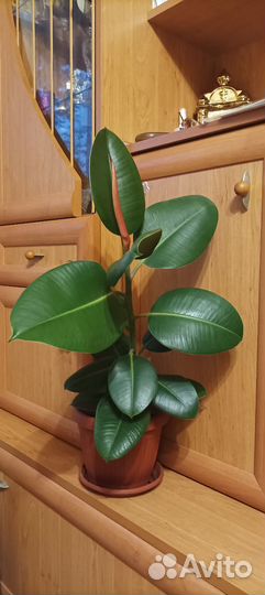 Фикус каучуконосный