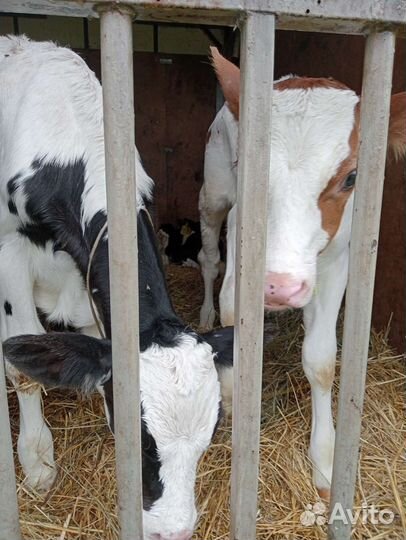 Телята бычки