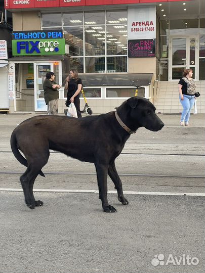 Собака потеряшка