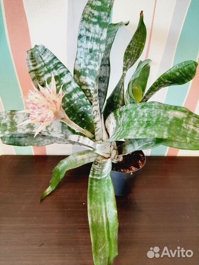 Комнатные растения редкие в наличии