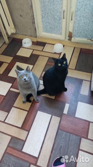 Кот и кошка