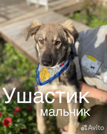 Щенки в самые добрые руки