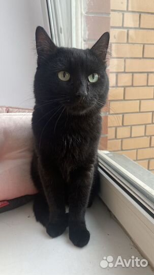 Черный кот
