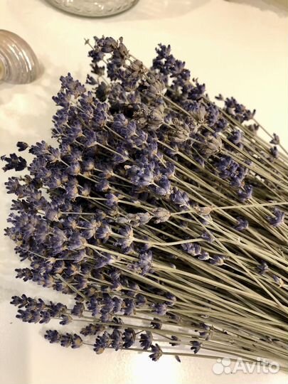 Лаванда сухоцвет