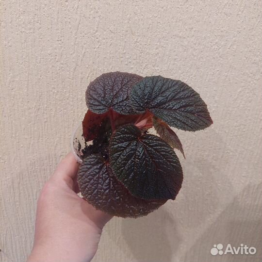 Комнатные растения