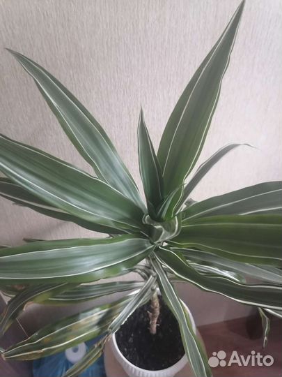 Драцена Деремская