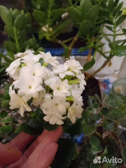 Каланхое,толстянка