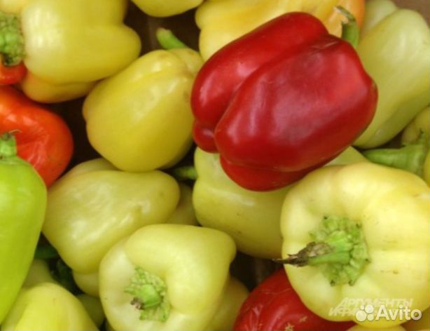 Рассада перцы