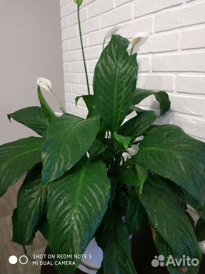 Спатифиллум гигант