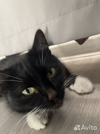 Кошка бесплатно