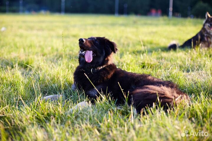 Ищет дом чудесная Тэя