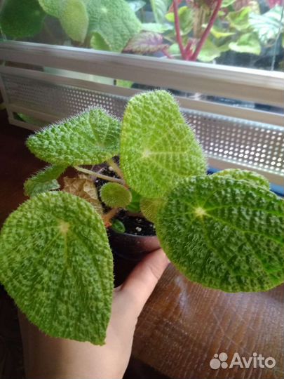 Бегонии декоративно лиственные и природники