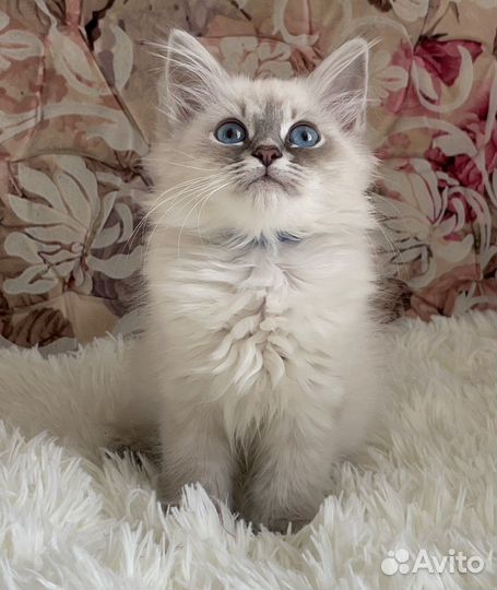 Невские маскарадные котята