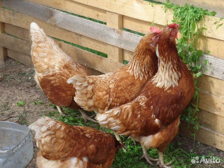 Куры несушки