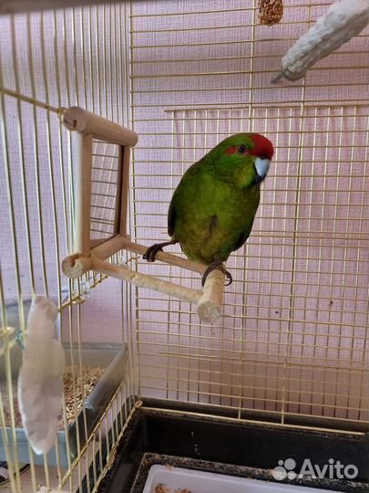 Продам попугая Какарика