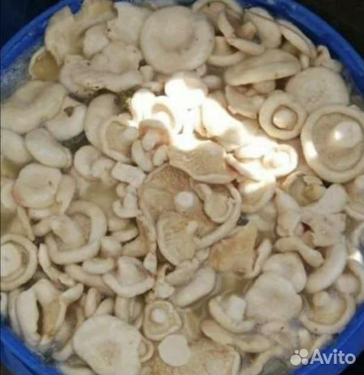 Продам грузди соленые с укропом и чесноком