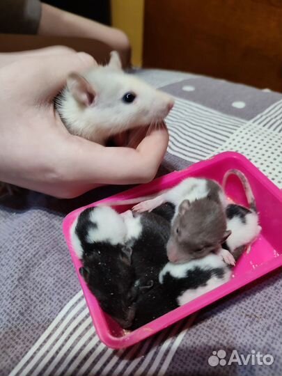 Крысы Дамбо. Редкий цвет. Больше фото внутри