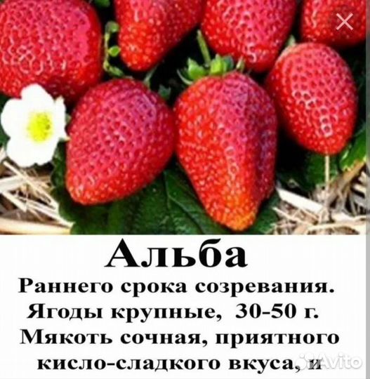 Рассада (укорененные усы) клубники