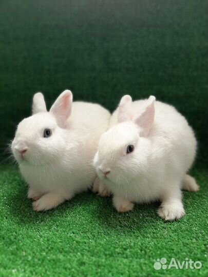 Чистопородные Гермелины