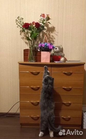 Котоняня, зооняня, котоситтер